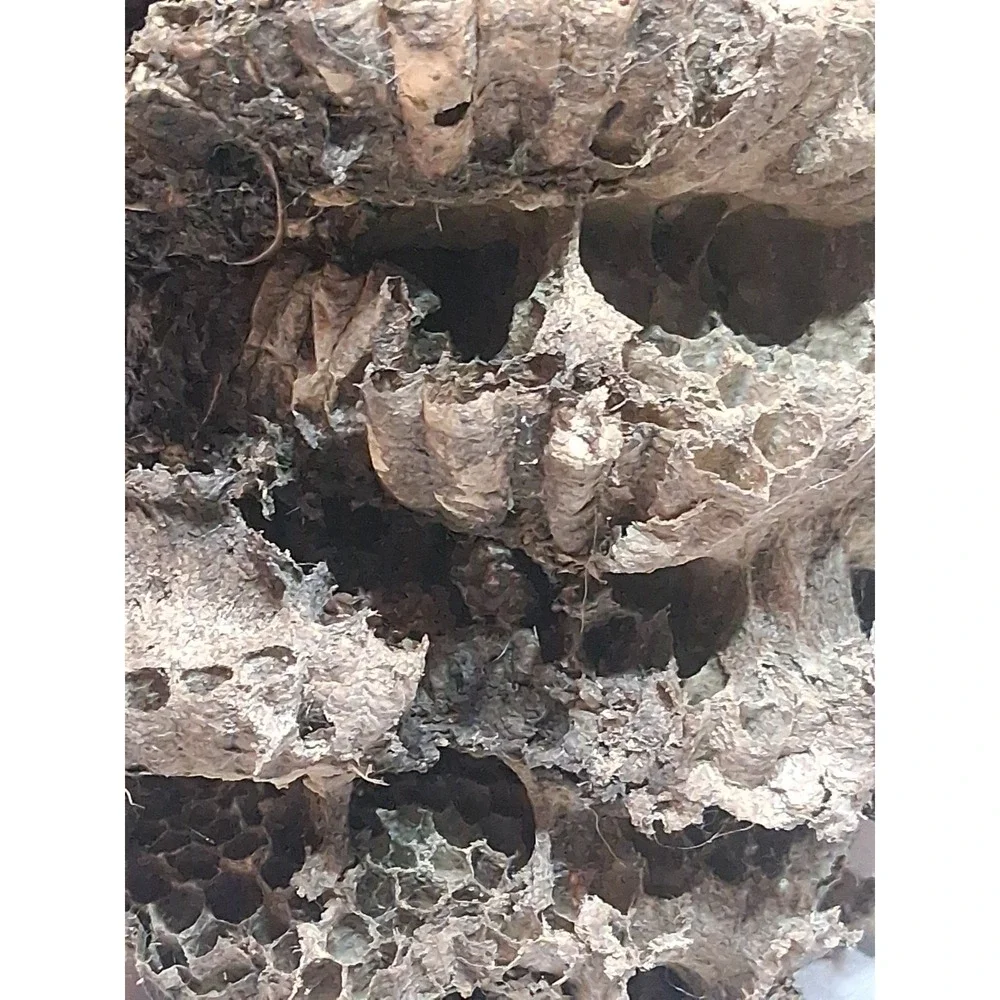 Empty Dried Hornet / Wasp Nest 6 Layers Educational Decoration Taxidermy BEE